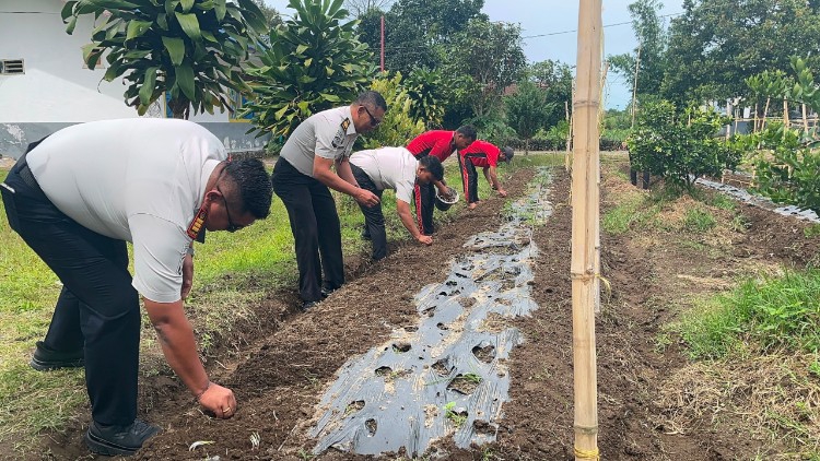 Dukung Ketahanan Pangan, WBP Rutan Sidikalang Budidayakan Bawang Merah