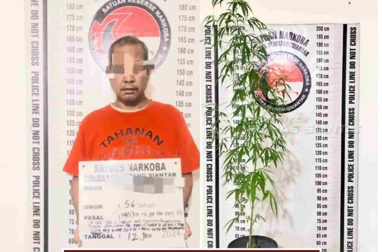 Tanam Ganja di Pot, Pria Paruh Baya Ditangkap Polisi Siantar