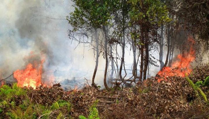 El Niño Datang Lagi, Ancaman Kekeringan dan Kebakaran Hutan Mengintai