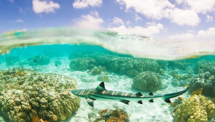Turis di Okinawa Bantu Ilmuwan Lacak Hiu dan Pari yang Terancam Punah