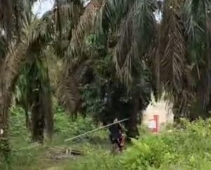 pencurian sawit di ptpn iv mandoge terulang, dugaan jaringan terkuak