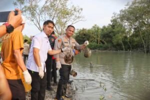 300 belangkas hasil penyelundupan dilepasliarkan di pantai sejarah batu bara