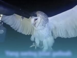 viral burung hantu manguni ditembak di ntt, aparat turun tangan usai videonya bikin publik murka