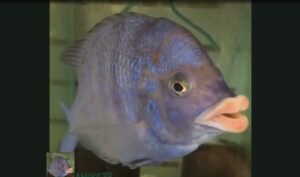 mengenal mdoka white lips, ikan asal afrika yang punya bibir tebal bak manusia