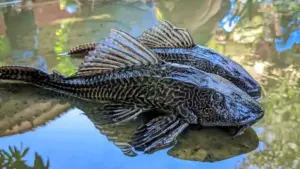 viral, ikan pemakan limbah dijadikan bahan siomay, begini resikonya bagi kesehatan…
