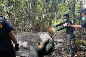 gakkum kemenhut panggil direksi pt rapp usai gajah sumatera tewas ditembak di pelalawan
