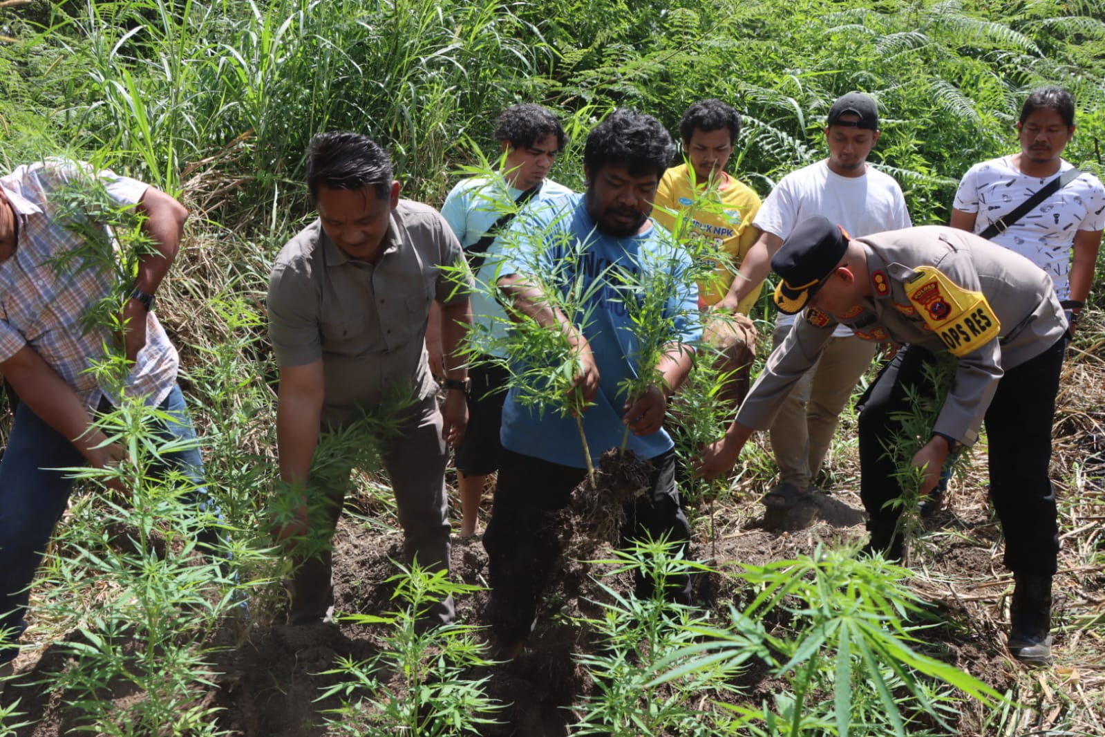 Polisi Cabut Puluhan Pohon Ganja dari Ladang Warga Tanah Karo