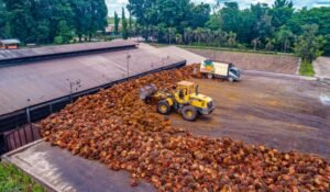 sambut ramadhan, palmco pacu produksi cpo dan minyak goreng