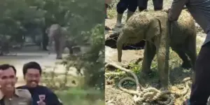 viral! kawanan gajah liar masuk mess karyawan di siak, warga berlarian selamatkan diri