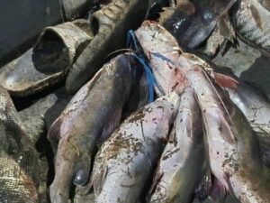 ribuan ikan mengambang di sungai cisadane tangerang