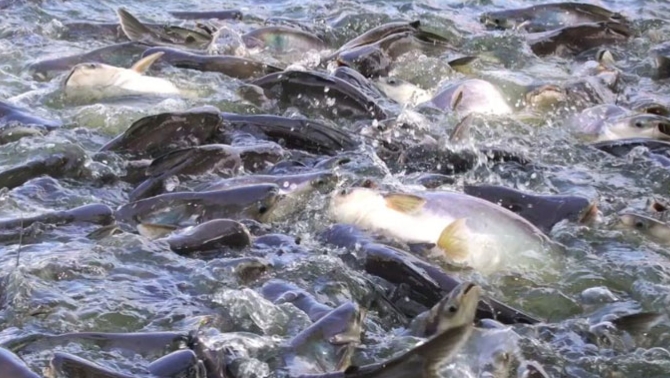 Penjelasan Ilmiah di Balik Bau Lumpur pada Ikan Air Tawar