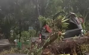 detik-detik pohon tumbang timpa angkot di taman bunga siantar, lima penumpang selamat