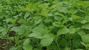 tiga sayuran sumber vitamin d yang mudah ditemui di pasar, udah tau?