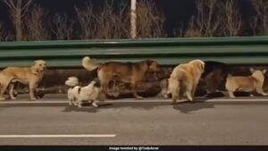 viral! 7 anjing tempuh 11 mil demi pulang ke rumah di tiongkok