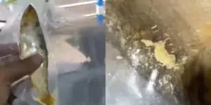 viral bandeng presto menu mbg berisi belatung, sppg ponorogo akui ada kelalaian di dapur