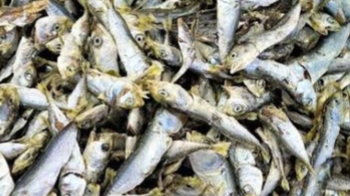 Waspada Ikan Asin Berformalin, Kenali Ciri-cirinya untuk Cegah Risiko Kesehatan