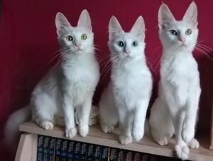 mengejutkan! kanker pada kucing bisa jadi kunci pengobatan kanker manusia