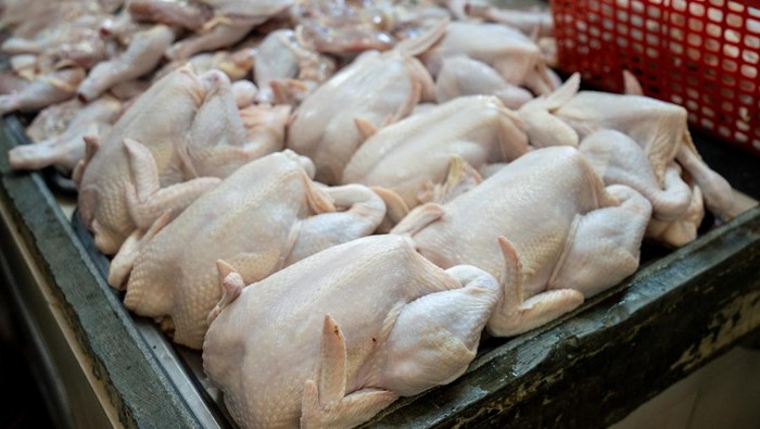 Sejarah Ayam dari Hutan Liar hingga Jadi Makanan Utama Dunia