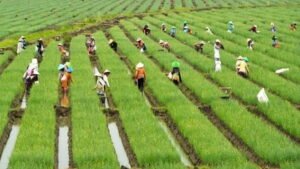 pusat ambil alih kendali alih fungsi sawah di 20 provinsi, pemerintah ‘kunci’ lahan demi ketahanan pangan