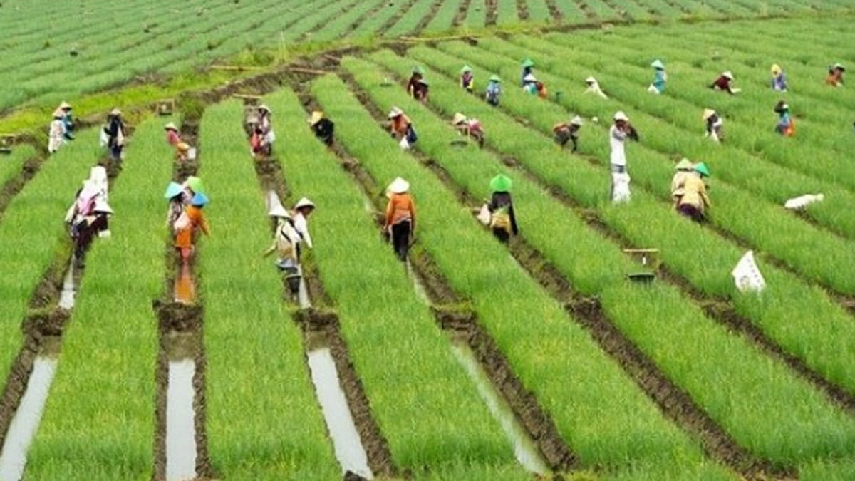 Pusat Ambil Alih Kendali Alih Fungsi Sawah di 20 Provinsi, Pemerintah ‘Kunci’ Lahan demi Ketahanan Pangan