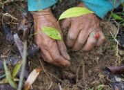 masyarakat adat desak penataan lahan eks tpl, pemulihan ekologis jadi prioritas