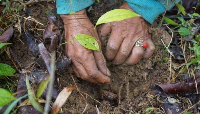 masyarakat adat desak penataan lahan eks tpl, pemulihan ekologis jadi prioritas