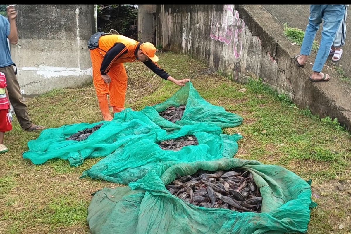 Ikan Sapu-sapu Kali Ciliwung Diolah Jadi Siomay, Warga Jaktim Raup Cuan hingga Rp20 Ribu per Kg