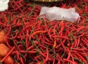 harga cabai turun di siantar, warga senang tapi petani mengeluh
