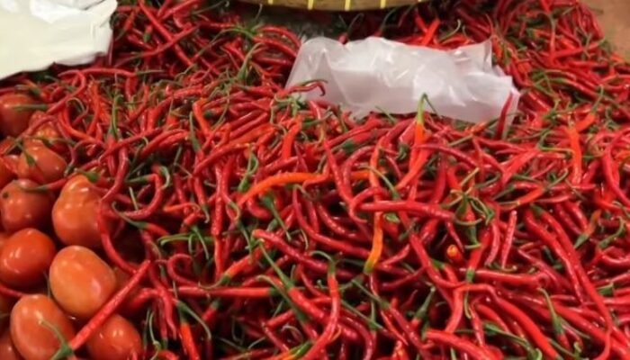 harga cabai turun di siantar, warga senang tapi petani mengeluh