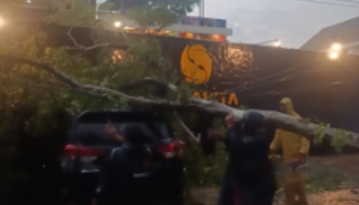pohon tumbang tutup jalan sangnaualuh, 2 mobil tertimpa