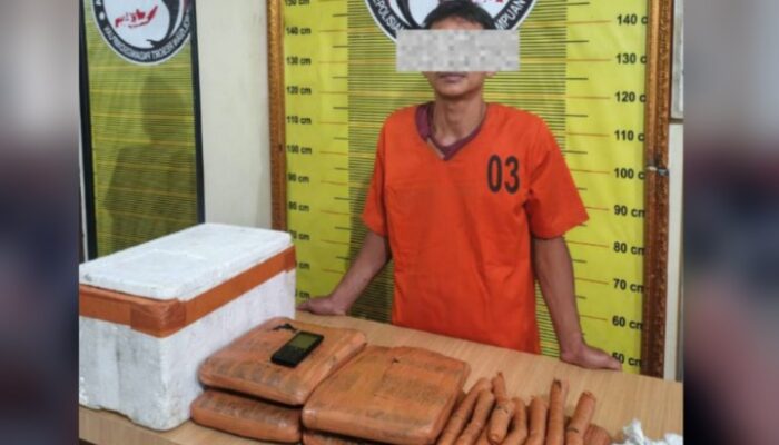 satres narkoba polres padangsidimpuan sita 4,4 kg ganja