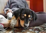 polisi las vegas tangkap 2 tersangka kekejaman hewan, 35 anjing disita
