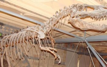 fosil dinosaurus di kanada ungkap penyakit langka mirip kanker, ilmuwan terkejut!