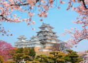 pohon sakura tua di tokyo rapuh, picu kekhawatiran saat musim hanami