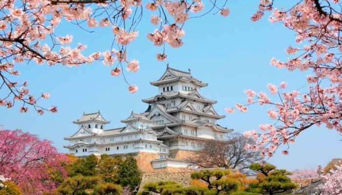 pohon sakura tua di tokyo rapuh, picu kekhawatiran saat musim hanami