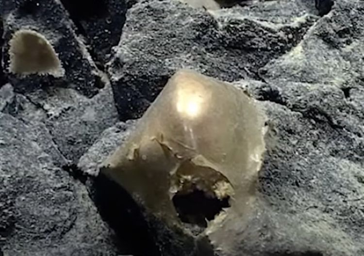 Misteri “Bola Emas” di Dasar Laut Terpecahkan, Ternyata Sekresi Makhluk Laut Dalam