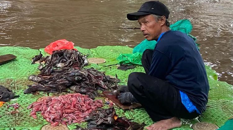 Ikan Sapu-Sapu Jadi Makanan? Ini Risiko Kesehatan yang Perlu Diwaspadai