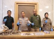 jual sisik trenggiling, seorang petani ditangkap polisi di padangsidimpuan
