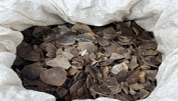 tiga pelaku perdagangan sisik trenggiling ditangkap di medan