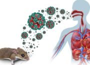 heboh dugaan hantavirus di kulon progo, dinkes akhirnya buka suara