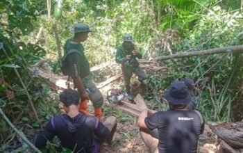 dua pembalak liar di twa mangolo jadi tersangka, ancaman 15 tahun penjara