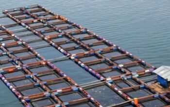 Pengusaha ikan danau toba protes aturan kuota, purbaya turun tangan danau toba
