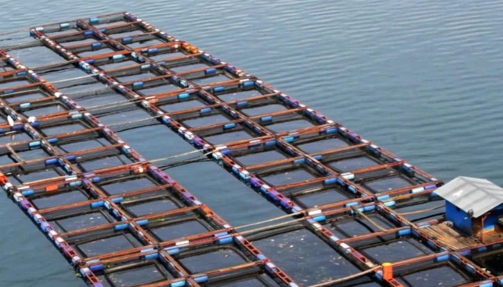 Pengusaha Ikan Danau Toba Protes Aturan Kuota, Purbaya Turun Tangan