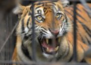 bksda bengkulu selidiki temuan harimau sumatera mati di mukomuko