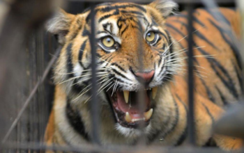 bksda bengkulu selidiki temuan harimau sumatera mati di mukomuko