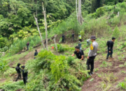ladang ganja 20 hektare digerebek, bandar besar lintas provinsi ditangkap