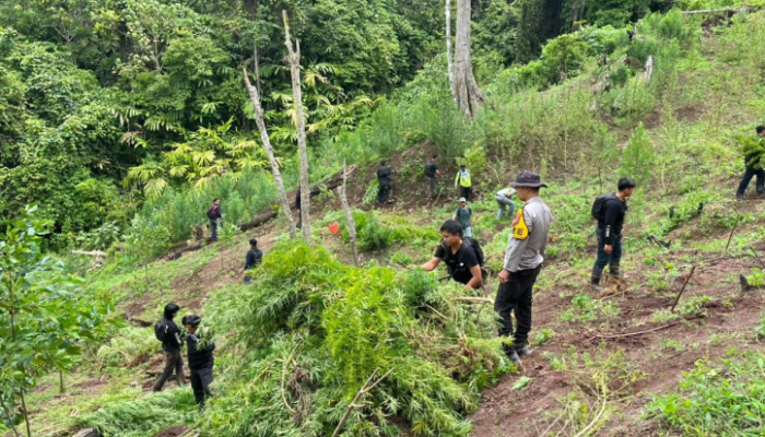 ladang ganja 20 hektare digerebek, bandar besar lintas provinsi ditangkap