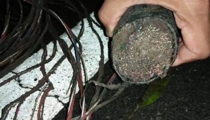 maling kabel di kawasan industri sei mangkei diciduk
