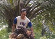 pekerja sektor sawit