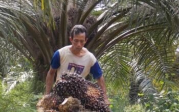 pekerja sektor sawit